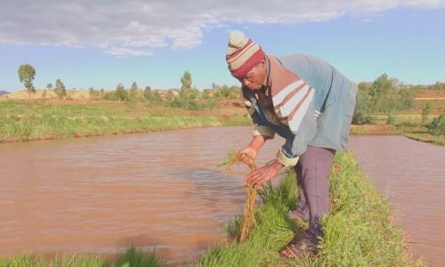Rakotomalala, 60 ans, Communautés Ecclésiales de Base, Antsoso